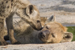 Hyenas, females